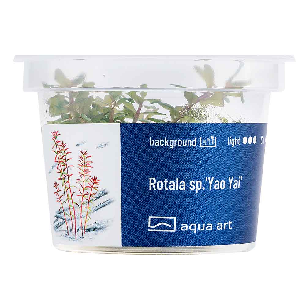Aqua Art Rotala sp."Yao Yai" in Vitro Cup