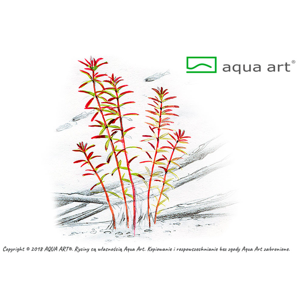 Aqua Art Rotala sp.&quot;Yao Yai&quot; in Vitro Cup