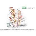 Aqua Art Rotala sp."Yao Yai" in Vitro Cup