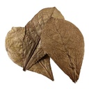 Hobby Nano Catappa Leaves 12pz