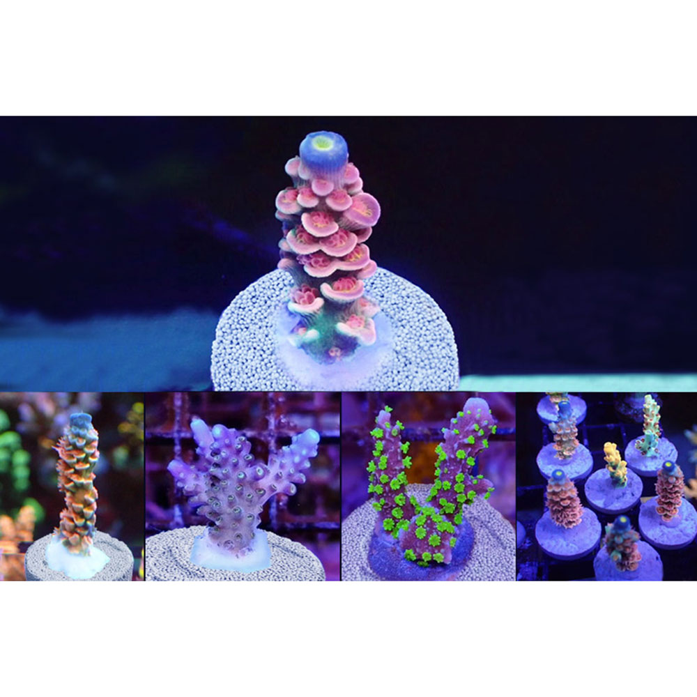 Maxspect Nano Tech Bio Plug 25pz