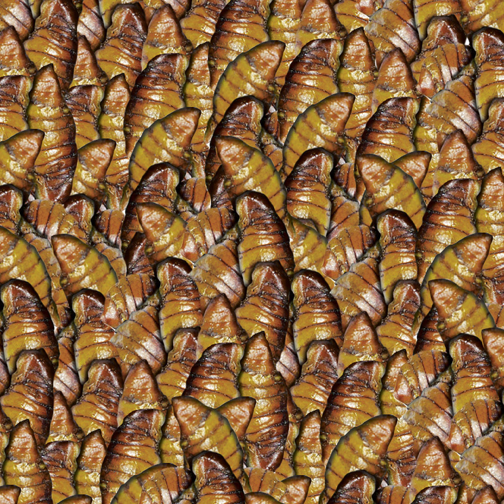 Sera Koi Silkworm Nature Bachi da Seta essiccati 1000ml 330gr