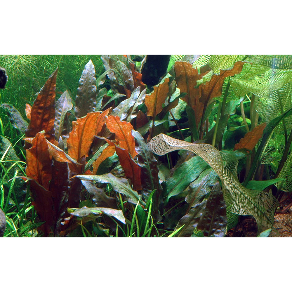 Tropica 1•2•Grow! Cryptocoryne wendtii "mi Oya" in Vitro Cup