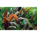 Tropica 1•2•Grow! Cryptocoryne wendtii "mi Oya" in Vitro Cup