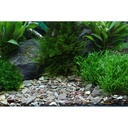 Dennerle Planta Hunter Rio Xingu Ghiaia Naturale 2-22mm 5Kg