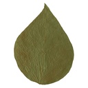 Shrimp King Dadap Leaves