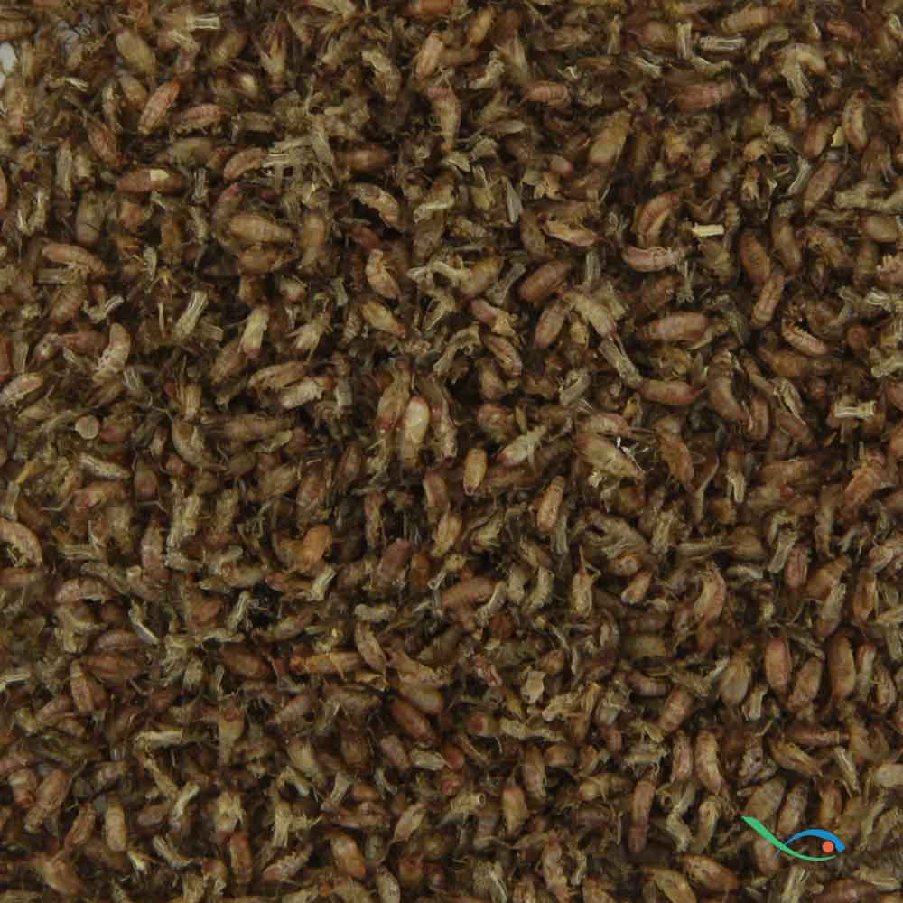 Nutrinsect Baby Tarta Cricket Grilli essiccati 15gr