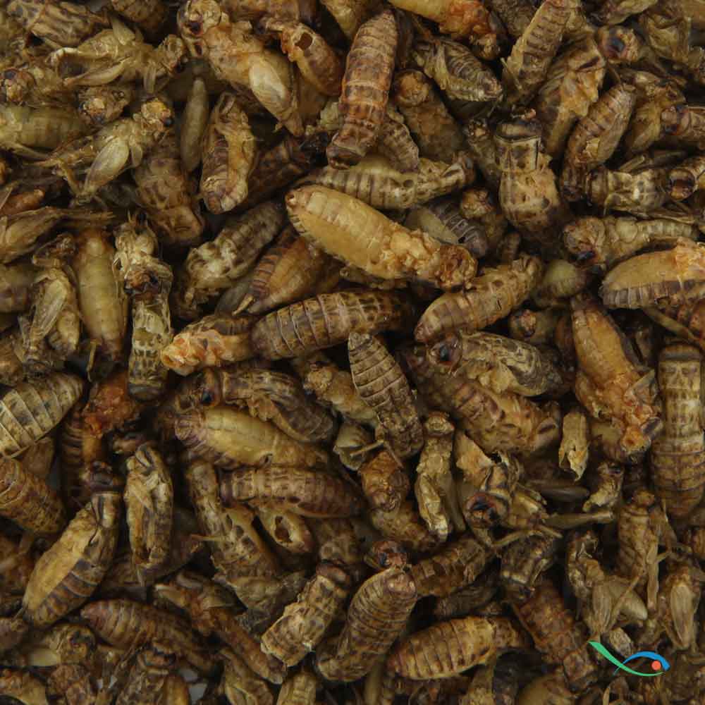 Nutrinsect Medium Tarta Cricket Grilli essiccati 15gr