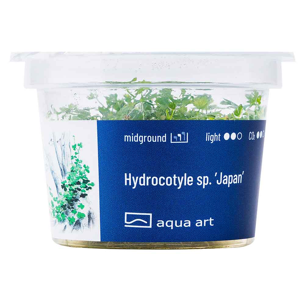 Aqua Art Hydrocotyle sp. &quot;Japan&quot; in Cup Vitro