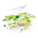 Aqua Art Hydrocotyle sp. "Japan" in Cup Vitro