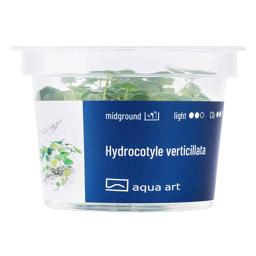 Aqua Art Hydrocotyle sp. in Cup Vitro