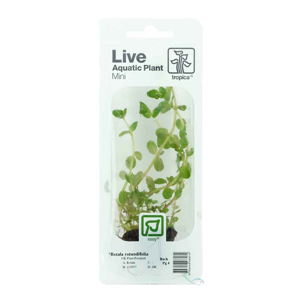 Tropica Single Package Rotala rotundifolia
