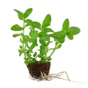 Tropica Single Package Limnophila sessiliflora