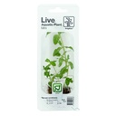 Tropica Single Package Limnophila sessiliflora