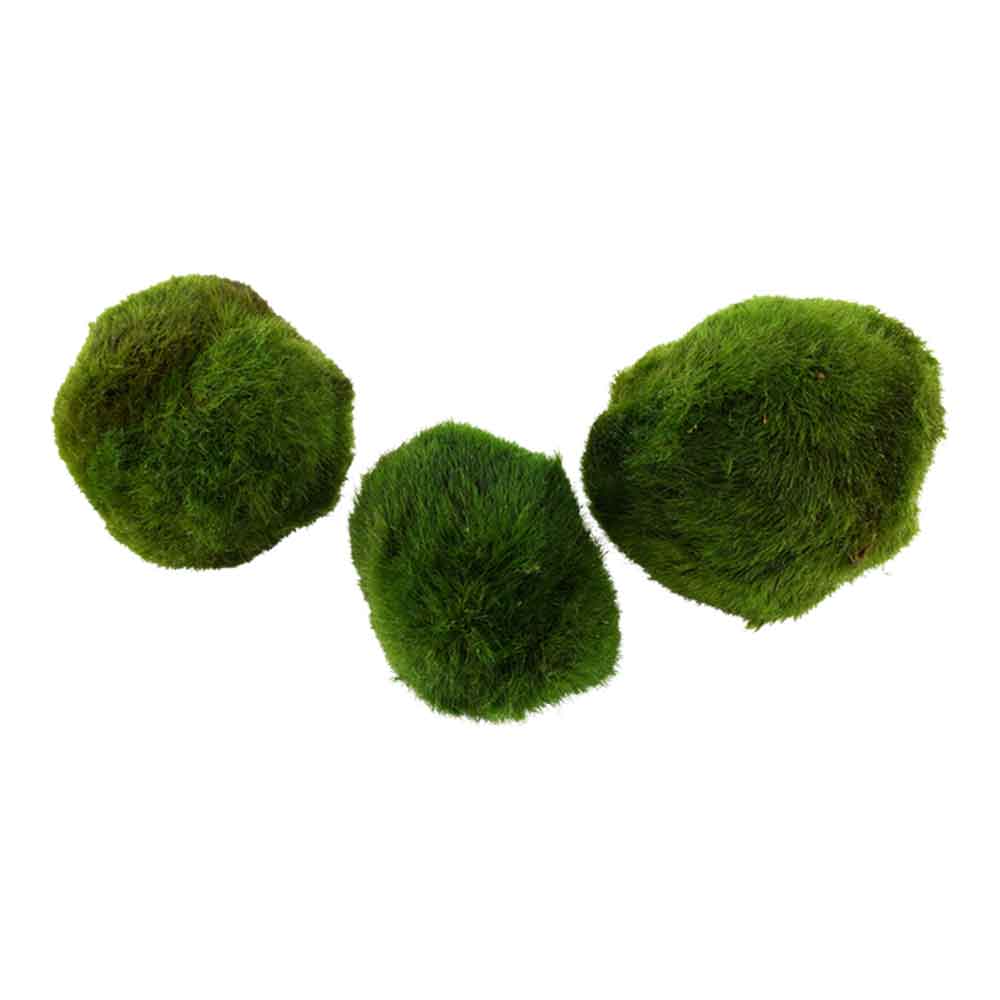 Tropica Single Package Mini Aegagropila linnaei