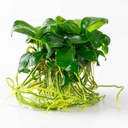 Tropica 1•2•Grow! Anubias var. nana
