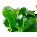 Tropica 1•2•Grow! Anubias var. nana