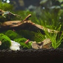 Seachem Aquavitro Aquasolum Substrato Fondo Fertile Black 2kg