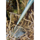 AQUAMEDIC PIPETTA 60