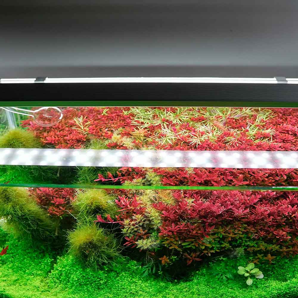 Chihiros B20 Plafoniera Led RGB con Controller per vasche 20-30cm 12,7W