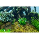 Tropica 1•2•Grow! Anubias "Mini Coin" in Vitro Cup