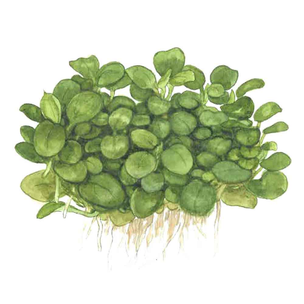 Tropica 1•2•Grow! Anubias "Mini Coin" in Vitro Cup