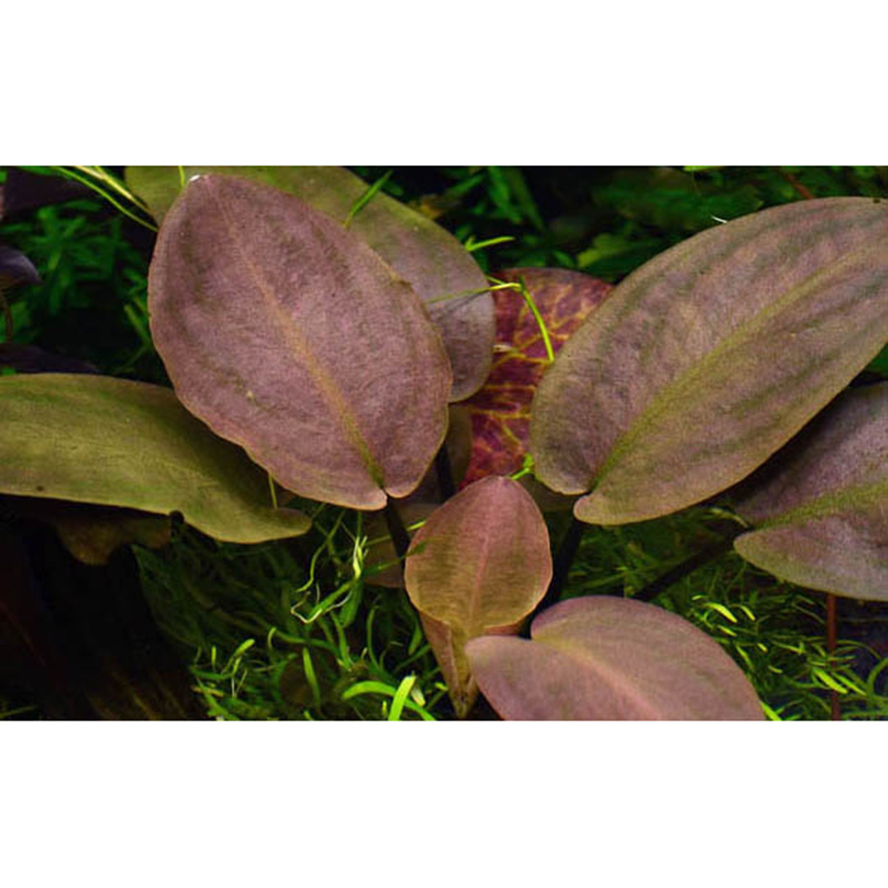 Tropica Lagenandra Meeboldii "Red" in vasetto