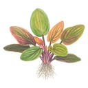Tropica Lagenandra Meeboldii "Red" in vasetto