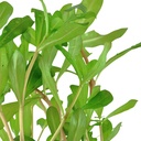Tropica Nesaea Crassicaulis in vasetto
