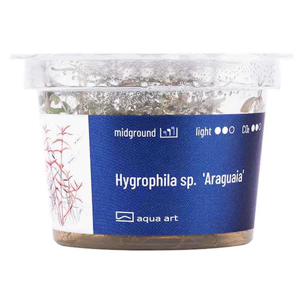 Aqua Art Hygrophila sp. &quot;Araguaia&quot; in Vitro Cup