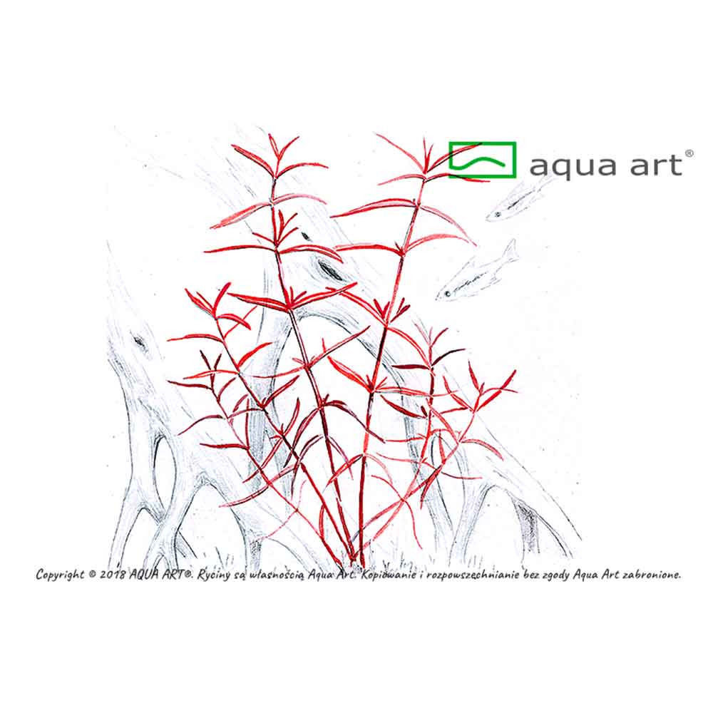 Aqua Art Hygrophila sp. &quot;Araguaia&quot; in Vitro Cup