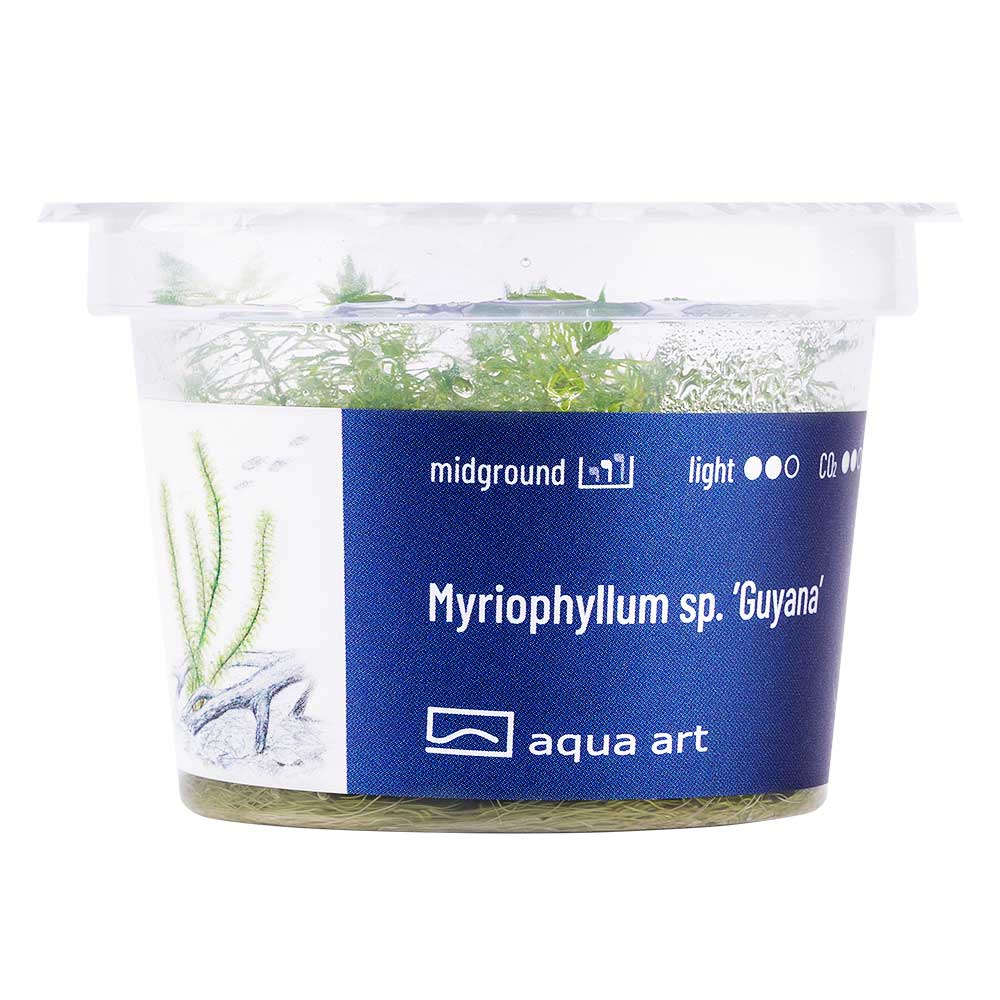 Aqua Art Myriophyllum sp.'Guyana in Vitro Cup