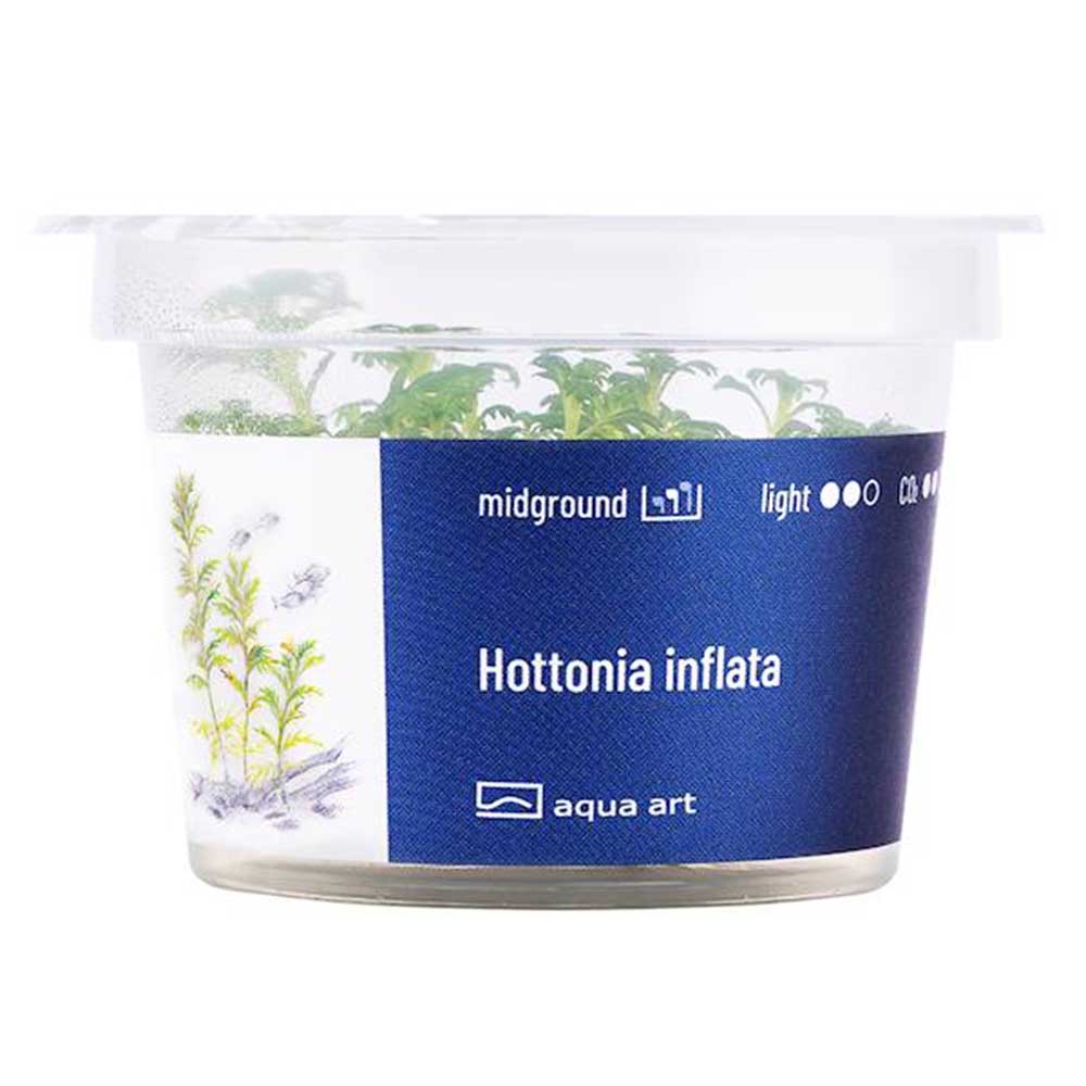 Aqua Art Hottonia inflata in Vitro Cup