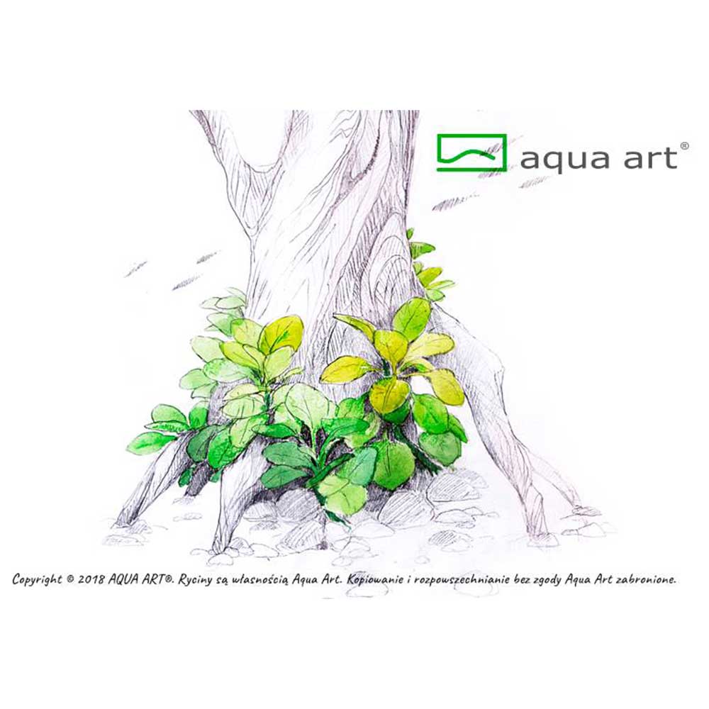 Aqua Art Lobelia cardinalis "mini" in Vitro Cup