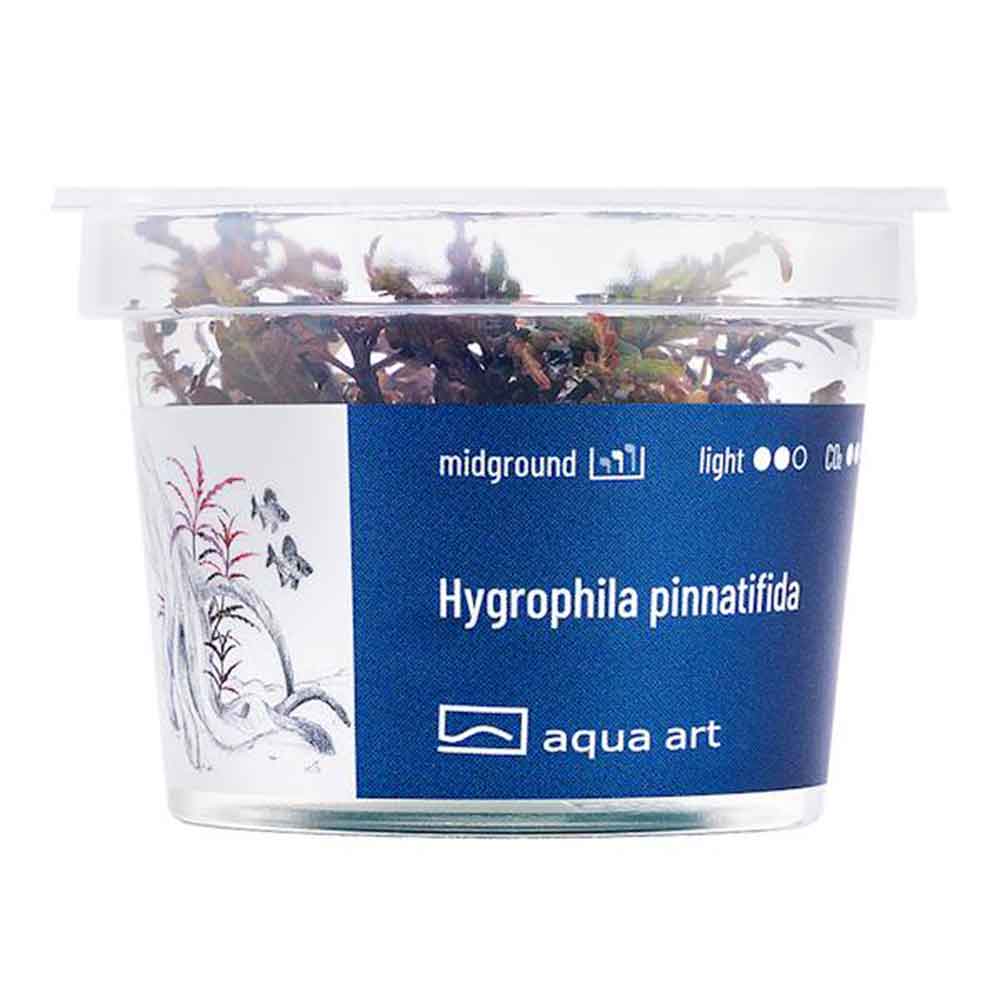 Aqua Art Hygrophila pinnatifida in Vitro Cup