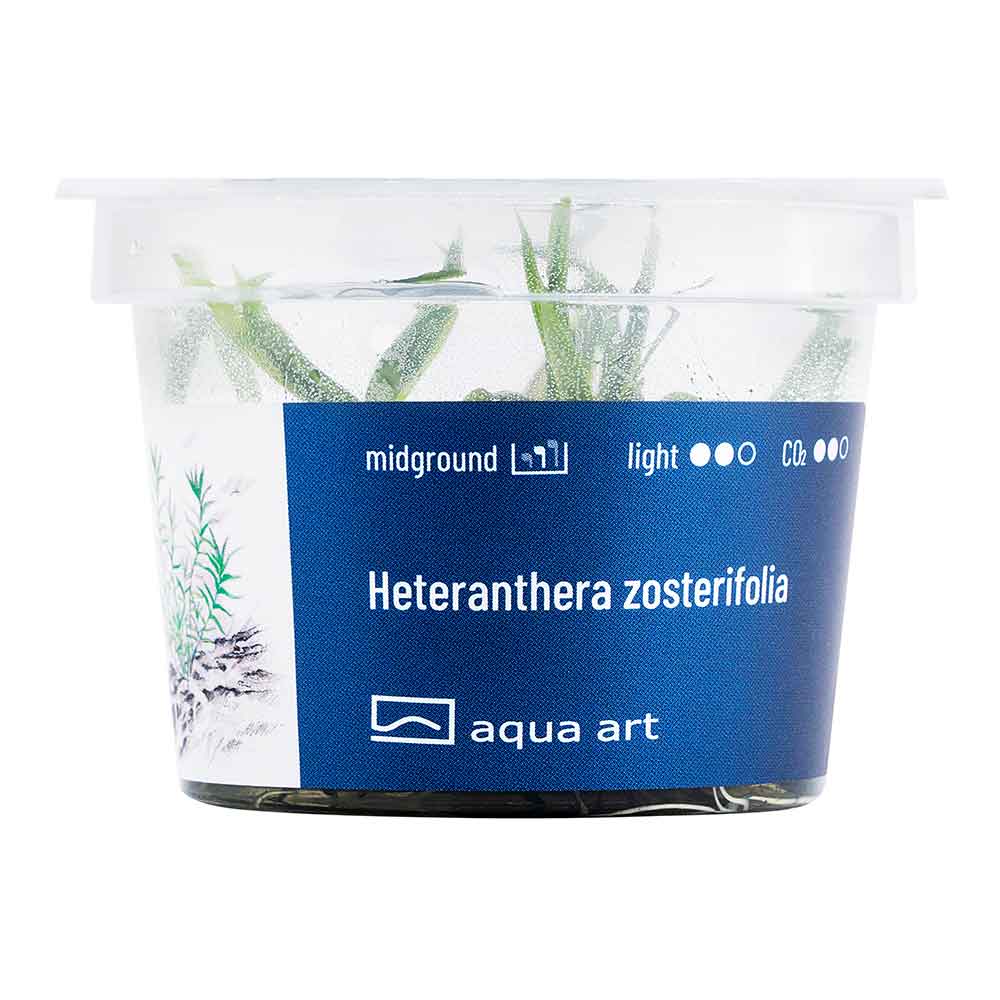 Aqua Art Heteranthera zosterifolia in Vitro Cup
