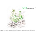 Aqua Art Heteranthera zosterifolia in Vitro Cup