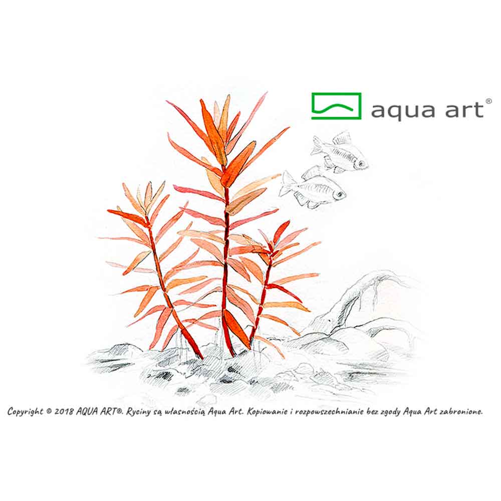 Aqua Art Ammania gracilis in Vitro Cup