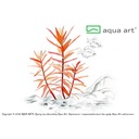 Aqua Art Ammania gracilis in Vitro Cup