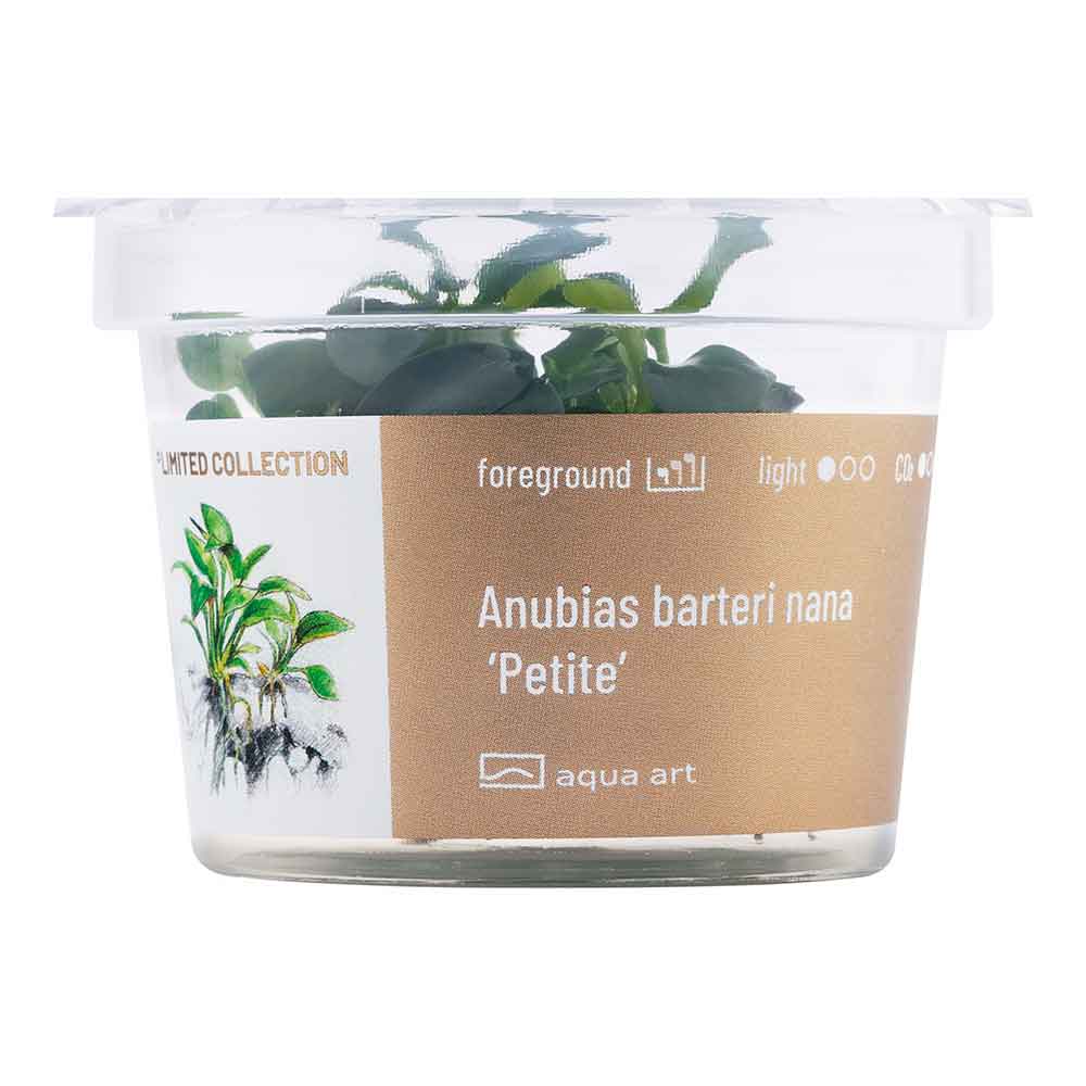 Aqua Art Anubias Barteri Nana "Petite" in Vitro Cup