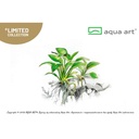 Aqua Art Anubias Barteri Nana "Petite" in Vitro Cup