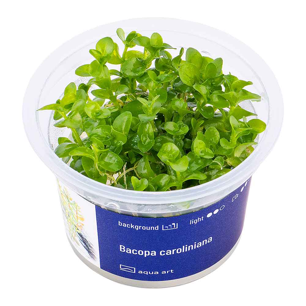 Aqua Art Bacopa caroliniana in Vitro Cup