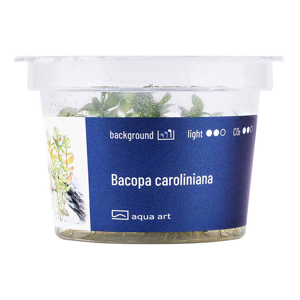 Aqua Art Bacopa caroliniana in Vitro Cup