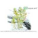 Aqua Art Bacopa caroliniana in Vitro Cup