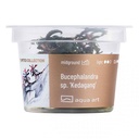 Aqua Art Buceohalandra sp. "Kedagang" in Vitro Cup
