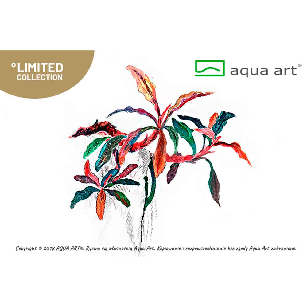 Aqua Art Buceohalandra sp. "Kedagang" in Vitro Cup