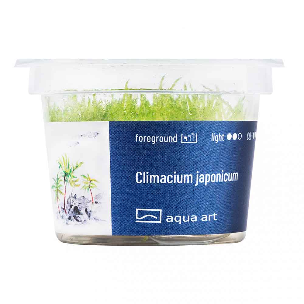 Aqua Art Climacium japonicum in Vitro Cup