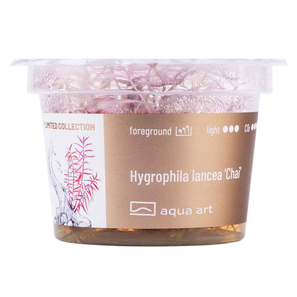 Aqua Art Hygrophila lancea 'Chai' in Vitro Cup