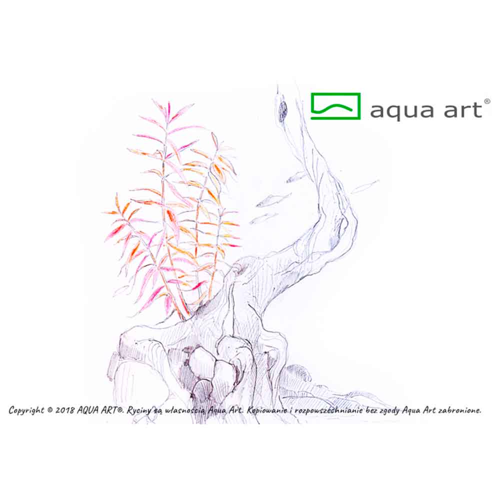 Aqua Art Hygrophila lancea 'Chai' in Vitro Cup