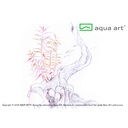 Aqua Art Hygrophila lancea 'Chai' in Vitro Cup